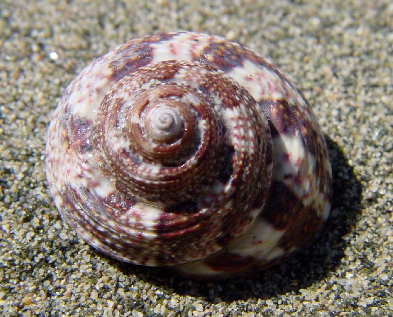 Alla scoperta delle post-larve dei molluschi Trochidae nei nostri mari